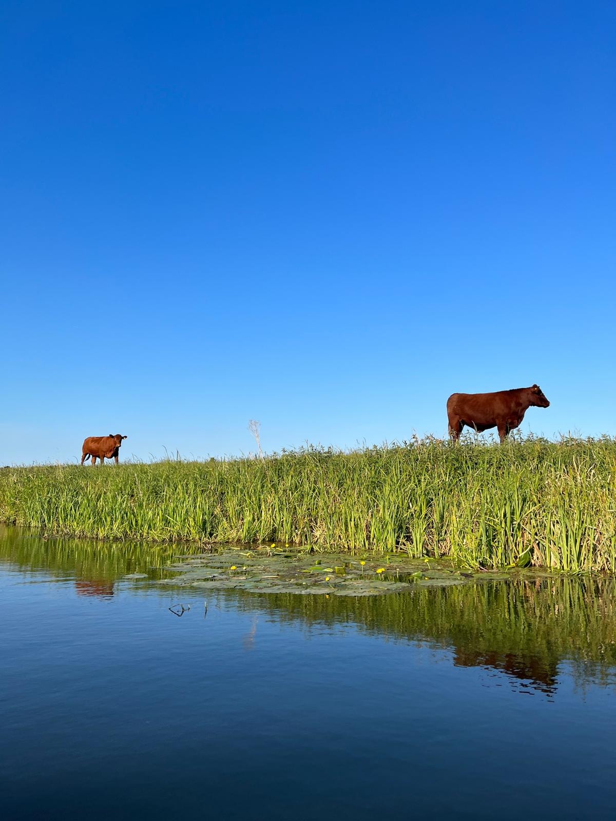 English countryside landscape